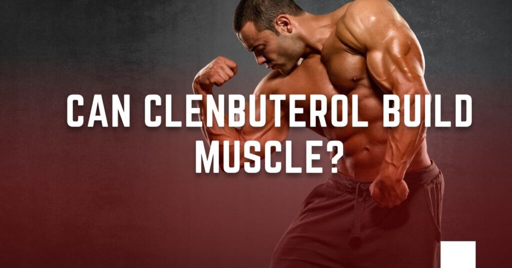 Can Clenbuterol Build Muscle?